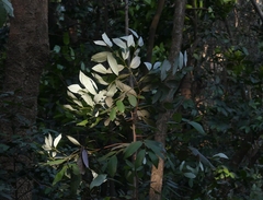 Cryptocarya wightiana