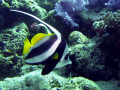 Heniochus acuminatus