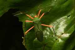 Paryphes