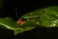 Paryphes