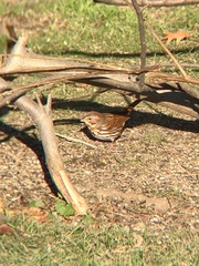 Passerella iliaca iliaca