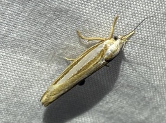 Catoryctis subparallela