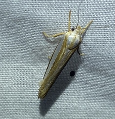Catoryctis subparallela