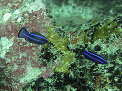 Larabicus quadrilineatus