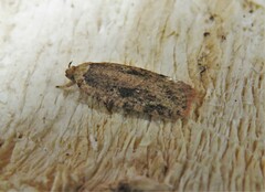 Agonopterix pulvipennella