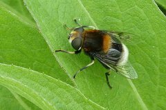 Eristalis intricaria