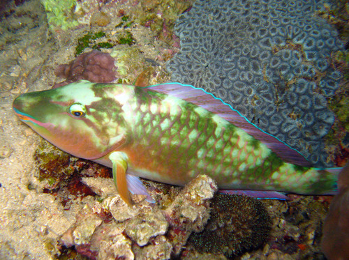 Indian Longnose Parrotfish