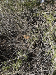 Nymphalidae