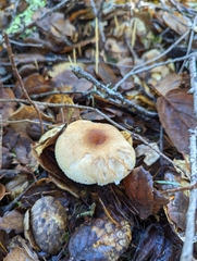 Lepiota spheniscispora