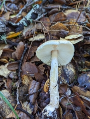 Lepiota spheniscispora