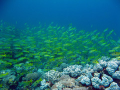 Lutjanus fulviflamma