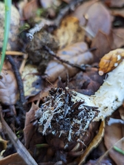 Lepiota spheniscispora