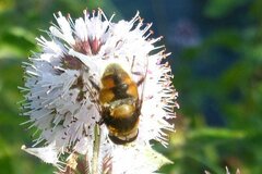 Eristalis intricaria