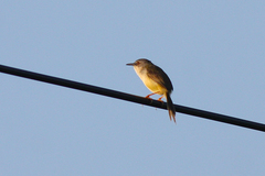 Prinia flaviventris