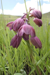 Eulophia aculeata huttonii