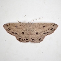 Cyclophora myrtaria