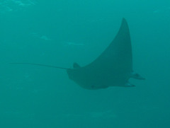Mobula