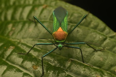 Hypselonotini