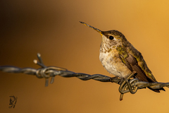 Selasphorus platycercus