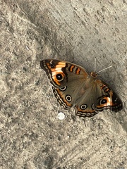 Junonia zonalis