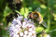 Eristalis intricaria