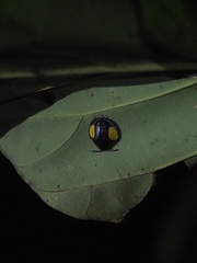 Omaspides convexicollis