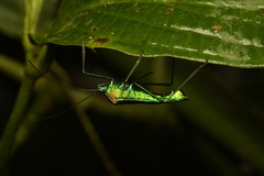 Hypselonotini