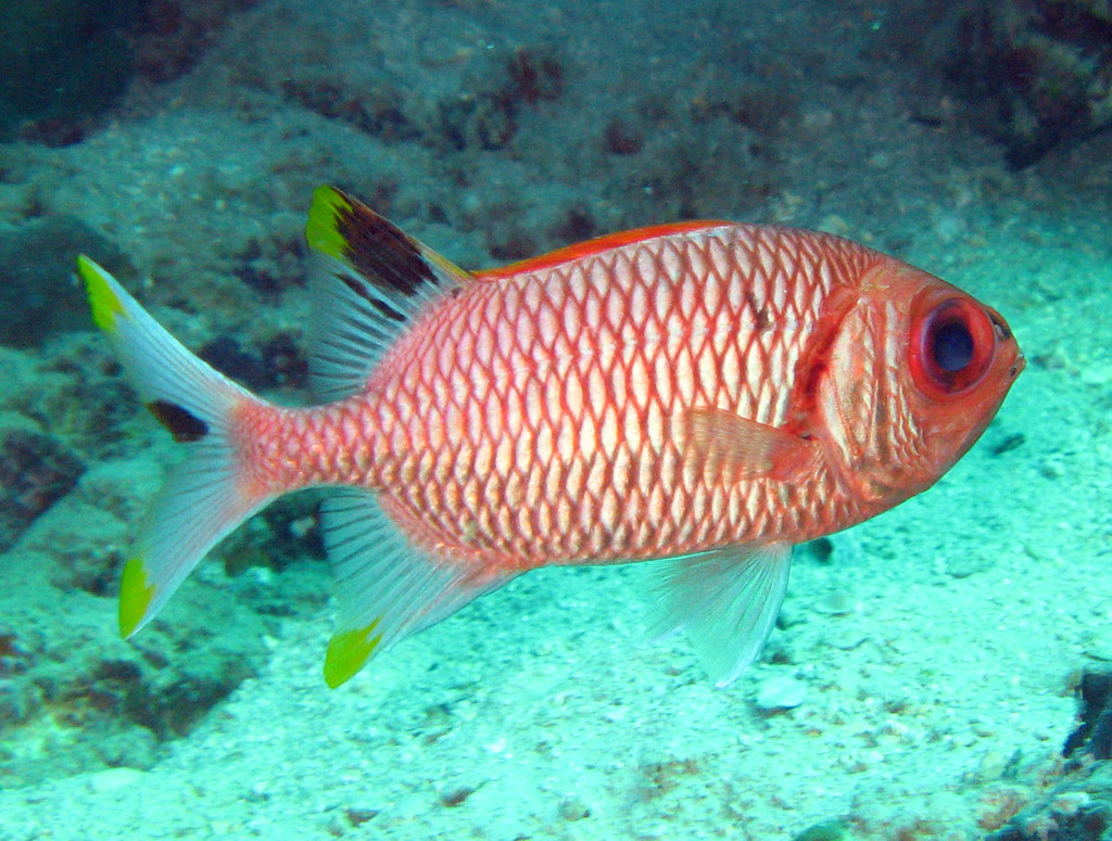 Yellowtip Soldierfish