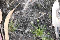 Isolepis levynsiana