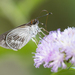 White-veined Skipper - Photo (c) Frank Thomas Sautter, some rights reserved (CC BY-NC), uploaded by Frank Thomas Sautter