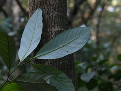 Cryptocarya wightiana
