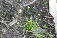 Isolepis levynsiana