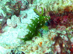 Novaculichthys taeniourus