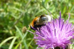 Eristalis intricaria