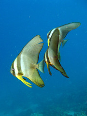 Platax teira