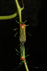 Hypselonotini