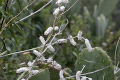 Froelichia arizonica