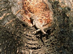 Sceloporus melanorhinus