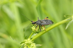 Rhynocoris annulatus