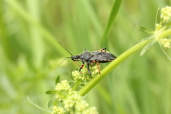 Rhynocoris annulatus