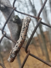 Amphilogia gyrosa