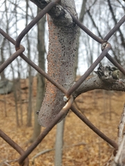 Amphilogia gyrosa