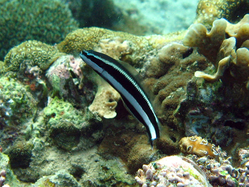 Striped dottyback (Pseudochromis sankeyi) — Pseudochromidae — 5