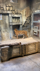 Panthera tigris