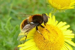 Eristalis intricaria