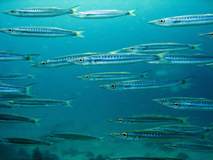 Sphyraena flavicauda