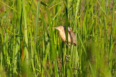 Ixobrychus sinensis