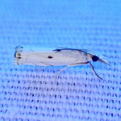 Microcrambus biguttellus
