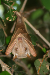 Peters's Epauletted Fruit Bat photo 3