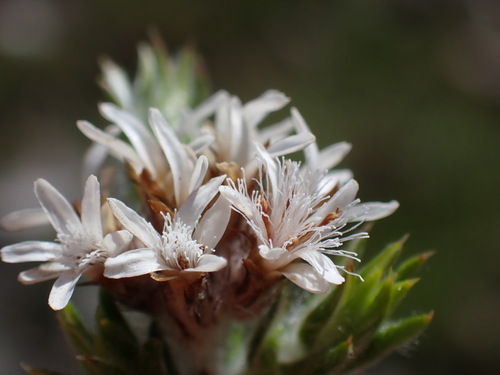 Image of Straight Blombush (Metalasia strictifolia) by (c) Ren Hoekstra, some rights reserved (CC BY)